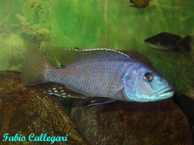 201032412315_Tyrannochromis nigriventer.JPG